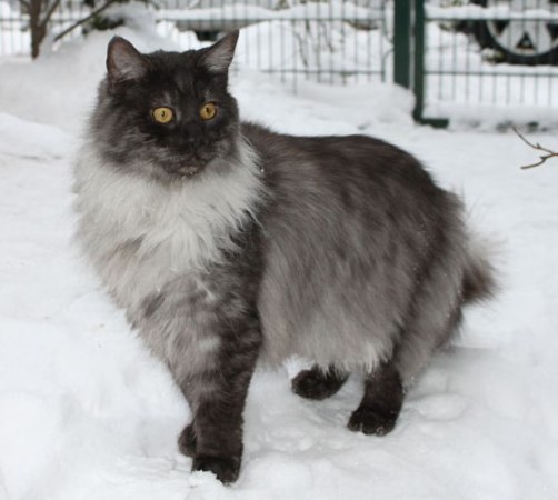 Rasputin