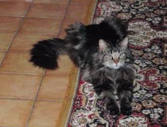 Barthez mit zwei Jahren / two years old