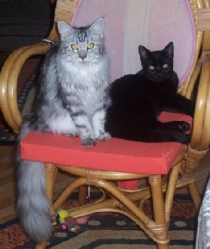 Bella zusammen mit (together with) Steffi