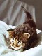 Cheyenne mit drei Wochen / three weeks old
