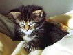 Cheyenne mit fünf Wochen / five weeks old