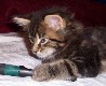 Cheyenne mit sieben Wochen / seven weeks old