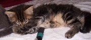 Cheyenne mit sieben Wochen / seven weeks old
