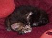 Cheyenne mit acht Wochen / eight weeks old