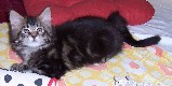Cheyenne mit neun Wochen / nine weeks old