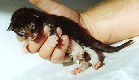 Colonel Mason mit einem Tag / one day old
