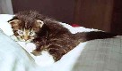 Colonel Mason mit drei Wochen / three weeks old