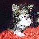 Colonel Mason mit sechs Wochen / six weeks old