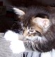 Colonel Mason mit sieben Wochen / seven weeks old