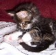 Colonel Mason mit sieben Wochen / seven weeks old