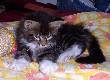 Colonel Mason mit neun Wochen / nine weeks old