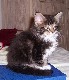 Colonel Mason mit acht Wochen / eight weeks old