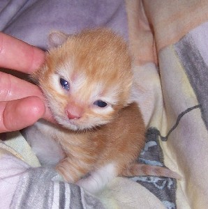 Elias mit neun Tagen / nine days old