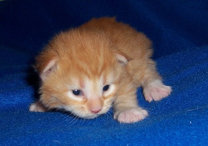 Egbert mit zwei Wochen / two weeks old