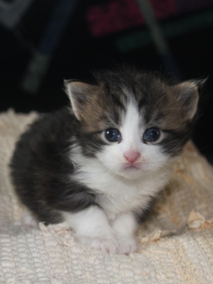 Elfi mit vier Wochen / four weeks old