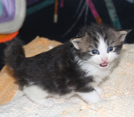 Elfi mit vier Wochen / four weeks old