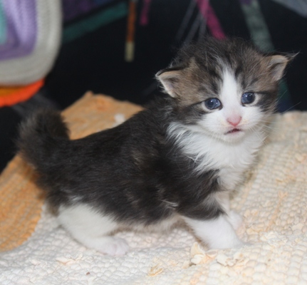 Elfi mit vier Wochen / four weeks old