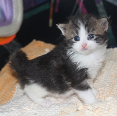 Elfi mit vier Wochen / four weeks old