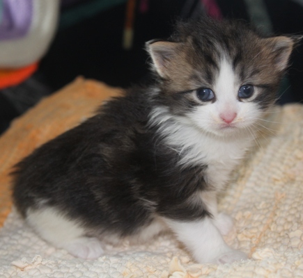 Elfi mit vier Wochen / four weeks old