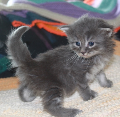 Elton John mit vier Wochen / four weeks old