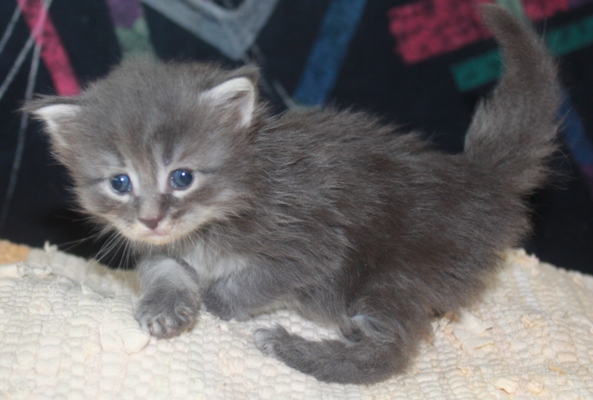 Elton John mit vier Wochen / four weeks old