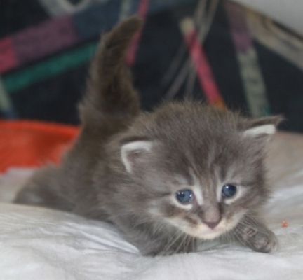 Elton John mit vier Wochen / four weeks old