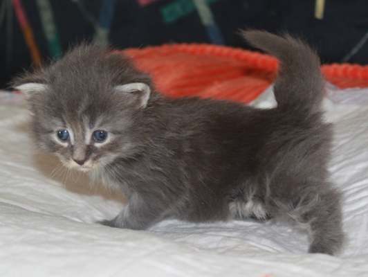 Elton John mit vier Wochen / four weeks old