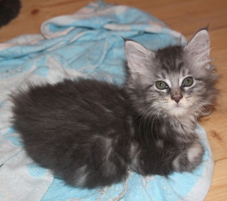 Elton John mit acht Wochen / eight weeks old