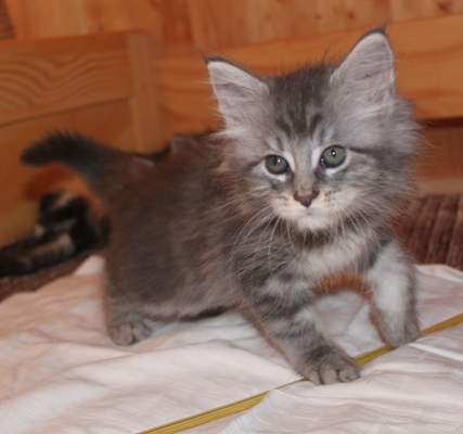 Elton John mit acht Wochen / eight weeks old