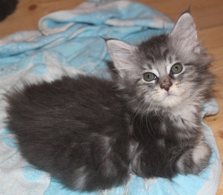 Elton John mit acht Wochen / eight weeks old