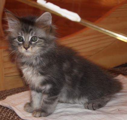 Elton John mit acht Wochen / eight weeks old