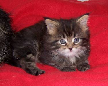Fee Felicitas mit sechs Wochen/ being six weeks old