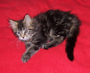 Fee Felicitas mit zwei einhalb Monaten/ being 2 1/2 months old