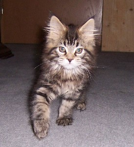 Fee Felicitas mit zwei einhalb Monaten/ being 2 1/2 months old