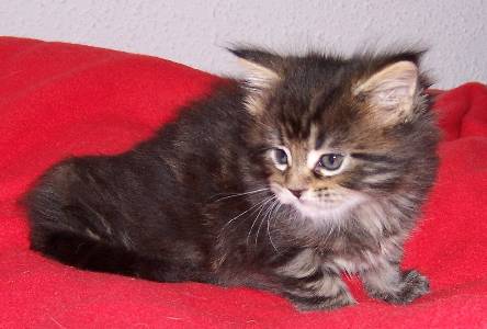 Fee Felicitas mit sechs Wochen/ being six weeks old