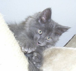 Gloria mit zehn Wochen / ten weeks old