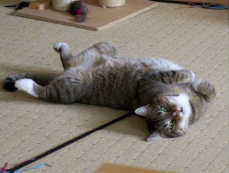 Leo