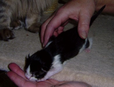 Isildur mit fünf Tagen / five days old