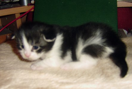 Isildur mit achtzehn Tagen / eighteen days old