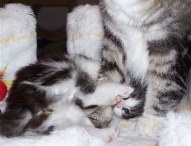 Isildur mit fünf Wochen / five weeks days old