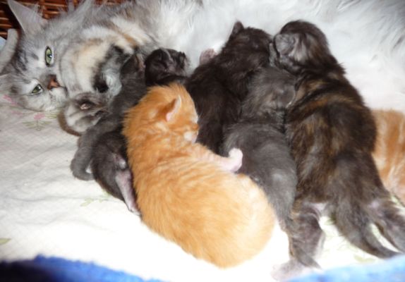 mit zehn Tagen / ten days old