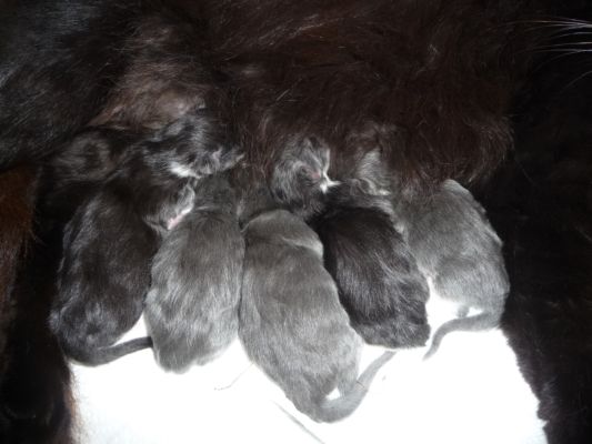 unser T-Wurf / our t-litter