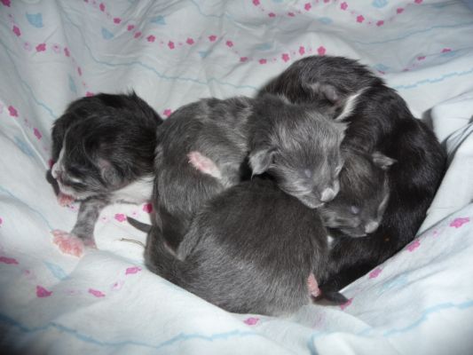 unser T-Wurf / our t-litter