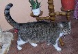 Mein Freund Tiger./My friend Tiger.